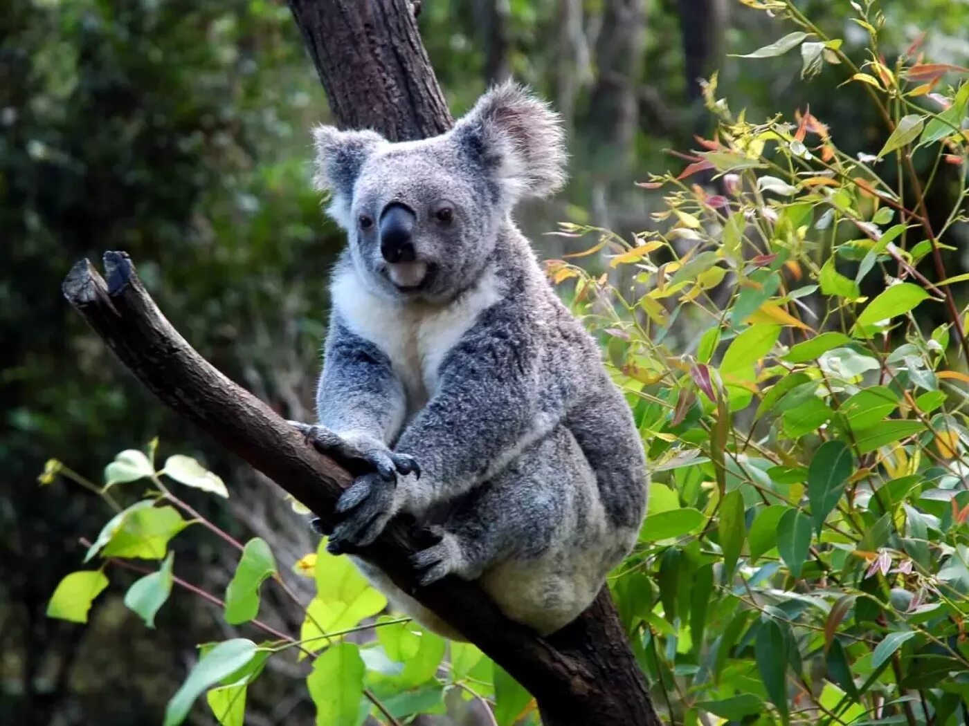 Коала сумчатое. Коала Саванна. Коала на бамбуке. Коала на дереве. Большая коала
