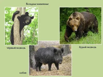 4 всеядных животных