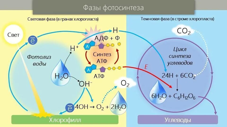 Органические соединения co2. Фотосинтез схема световая фаза и темновая. Световая фаза и темновая фаза схема. Фотосинтез световая и темновая фазы 10 класс. Темновая фаза фотосинтеза процессы.