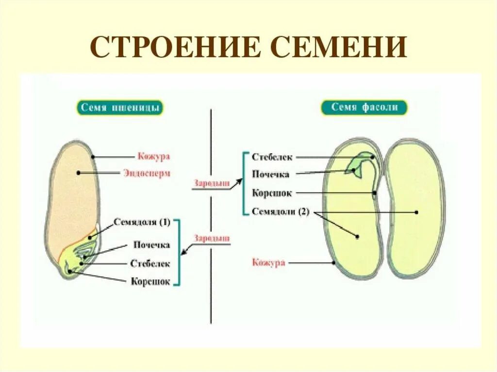 Каким номером на рисунке обозначено однодольное. Схема семени однодольного растения. Строение однодольного семени. Строение семени двудольного растения. Строение семени однодольного растения.