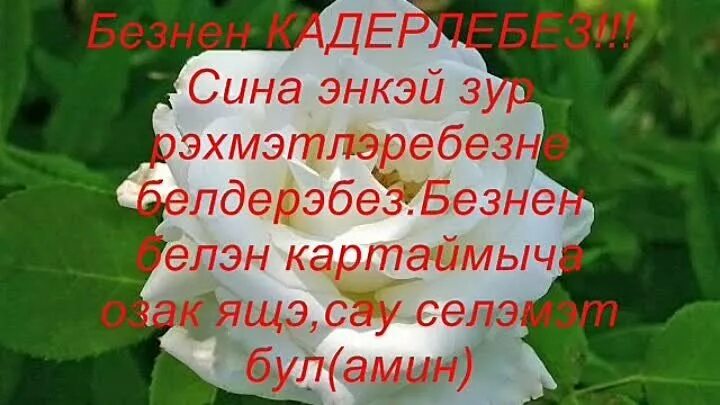 Песню энием туган конен. Открытки с днём рождения энием. Туган кон эни открытка. Туган коне. Туган коне открытка.