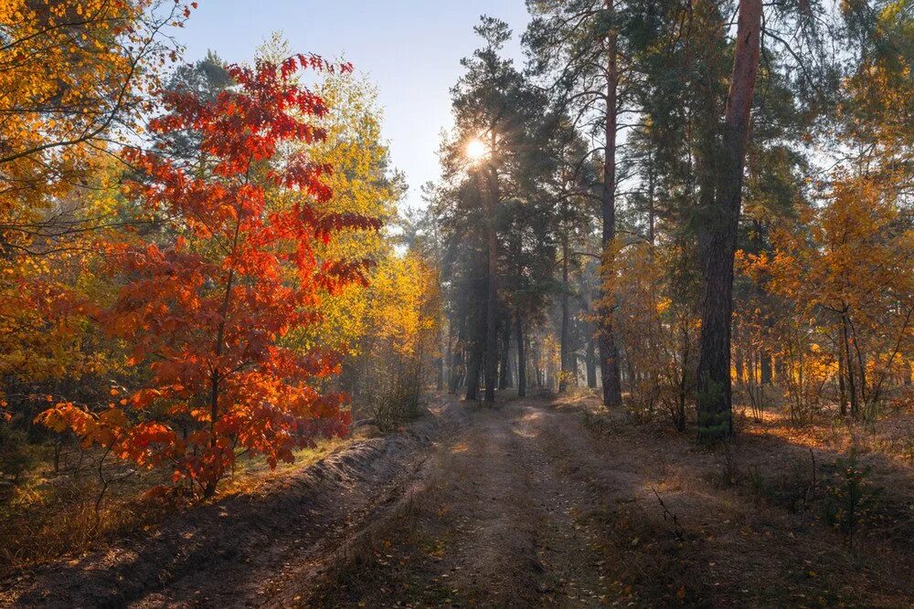 Октябрьские картинки. Октябрьский лес. Октябрьское утро в лесу. Прекрасного Октябрьского утра. Октябрьские деревья.