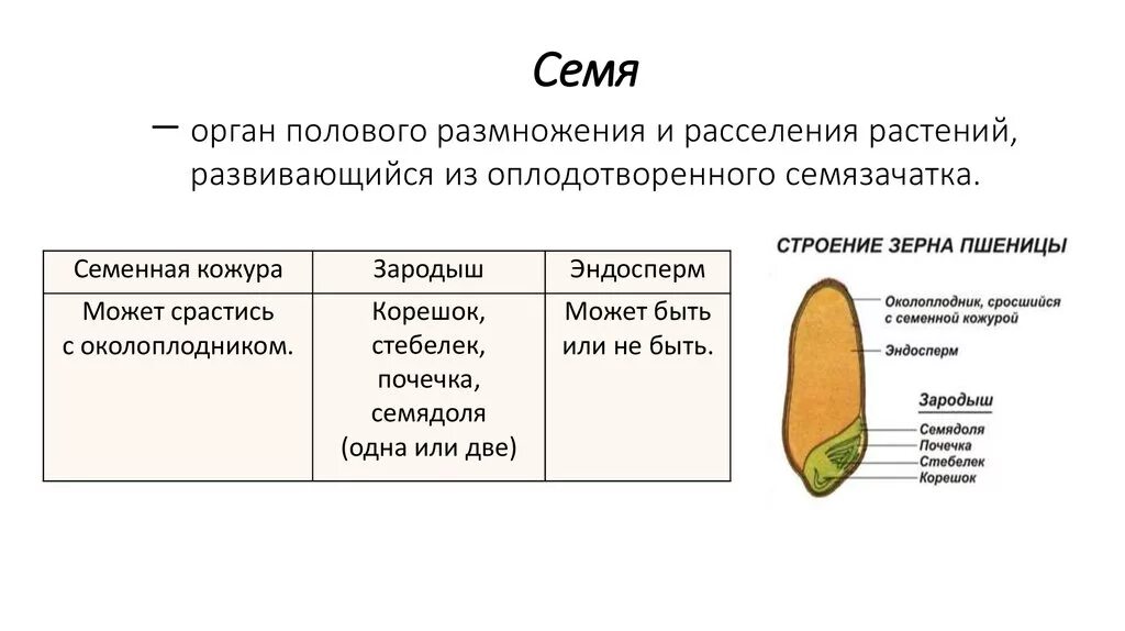 Отличия семени и споры у растений