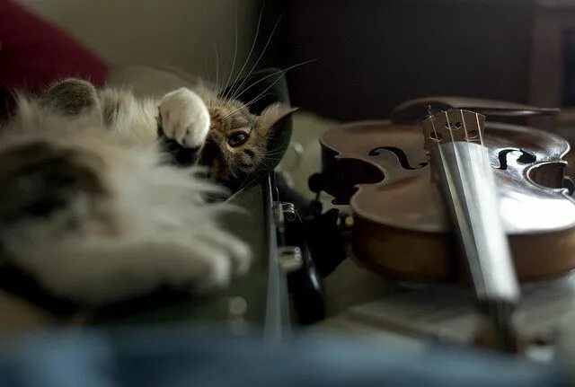 Животные с музыкальными инструментами. Картинки кошки музыкальные. Кошка и радио. Музыка для кошек. Песня кошки кошки на шкафах