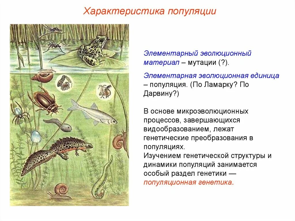 Элементарной эволюционной единицей является вид особь популяция. Популяция это. популяция это в биологии. популяция это кратко. популяция это в биологии определение.