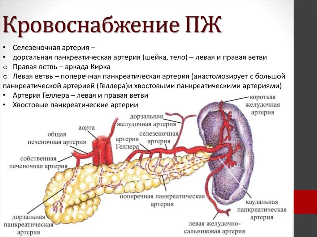 Артерии селезенки. Венозный отток поджелудочной железы схема. Кровоснабжение поджелудочной железы анатомия. Поджелудочная железа топография строение. Кровоснабжение поджелудочной железы схема.