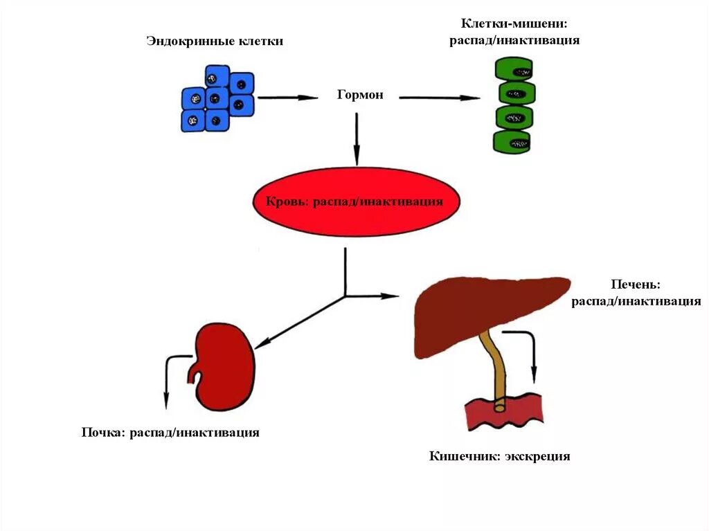 Распад почки. Инактивация тиреоидных гормонов в печени. Инактивация гормонов и или их экскреция роль печени и почек. Эндокринные клетки мишени. Инактивация и распад гормонов.