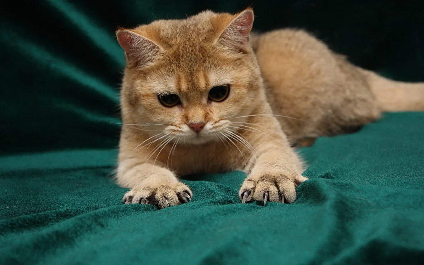 Покажи фотку котиков. Коты. Картинки кошек. Фото котиков. Симпатичные коты.