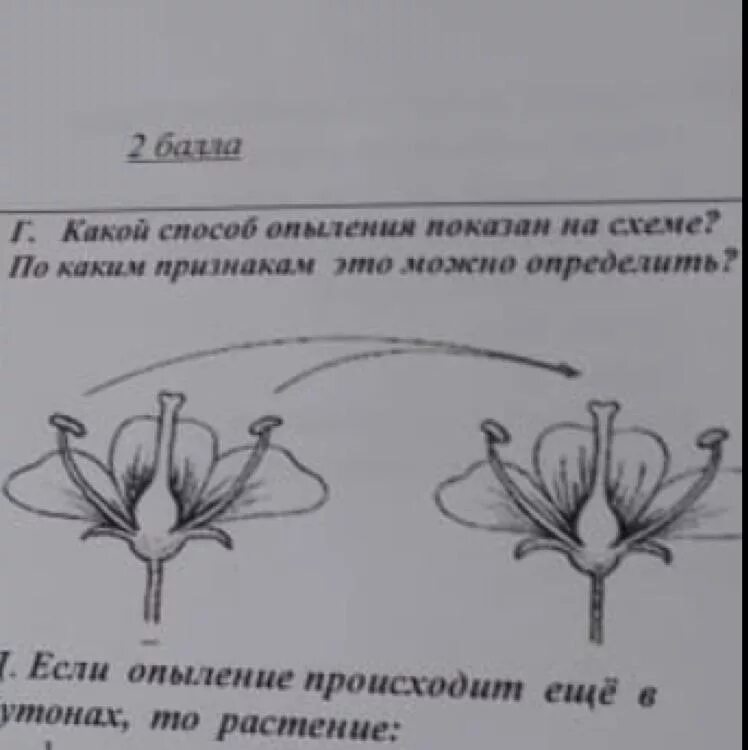 Какой процесс следует за опылением. Способы опыления. Опыление схема. Способы опыления растений. Схема искусственного опыления.