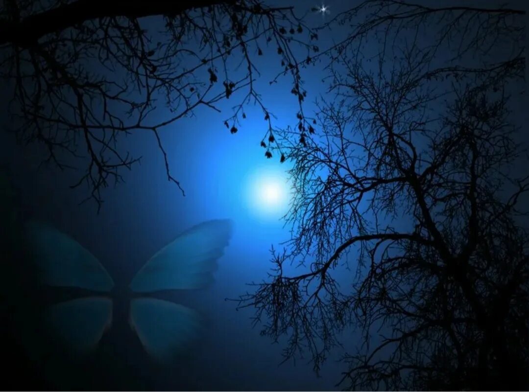Бабочка ночью. Бабочка Луна. Мотылек ночью. Ночь бабочки Луна. Спящие ночью бабочки