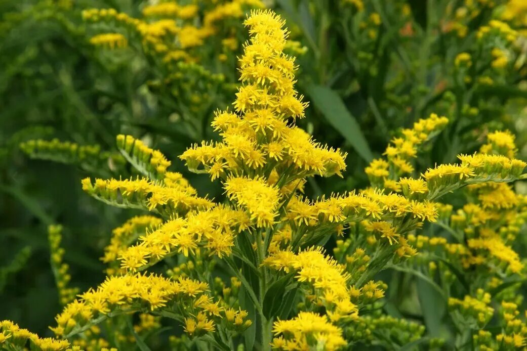 Как выглядит растение золотарник Using Georgia's Native Plants Georgia Gardening in 2020 Native plants, Georgia g