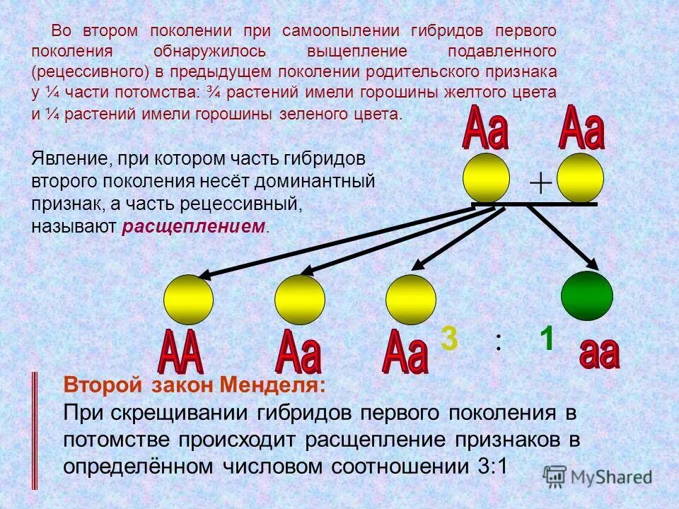 Гибриды второго поколения. Закон расщепления Менделя второго поколения гибридов. Закон расщепления во втором поколении. Второй закон Менделя. Закон расщепления признаков.