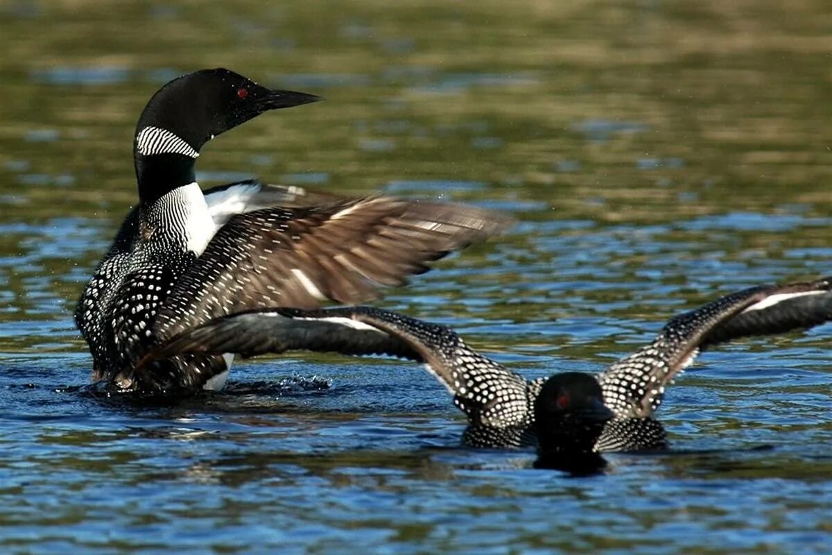 Гусь и гагара. Утка гагарка. Птица чернозобая гагара. Полярный утка гагара. Утка гагара.