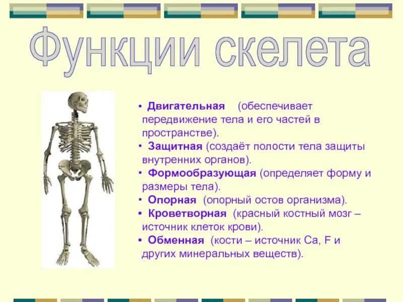 Функции скелета. Локомоторная функция скелета. Двигательная функция скелета. Осевой скелет.