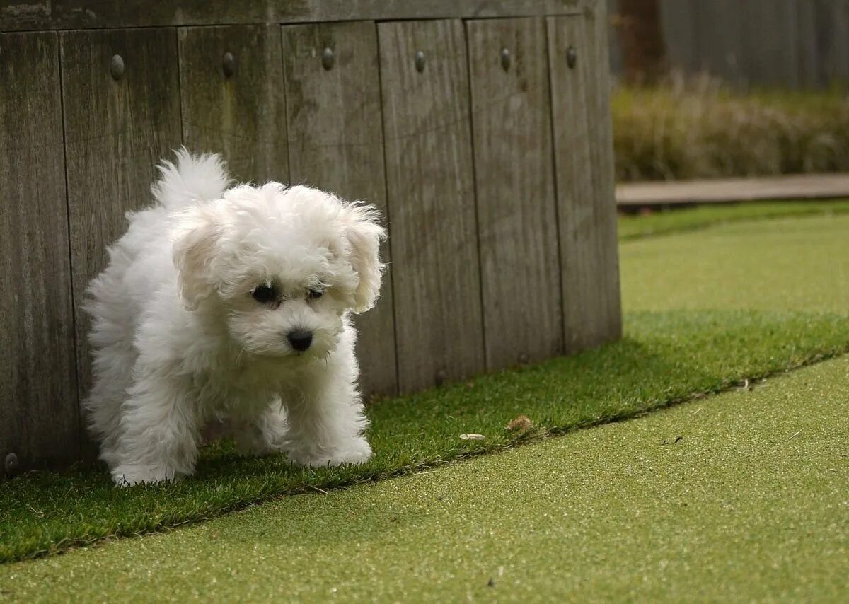 Бешон. Бишон фризе. Фрезы буш. Бишон фризе щенки. Бишон фризе рыжий.