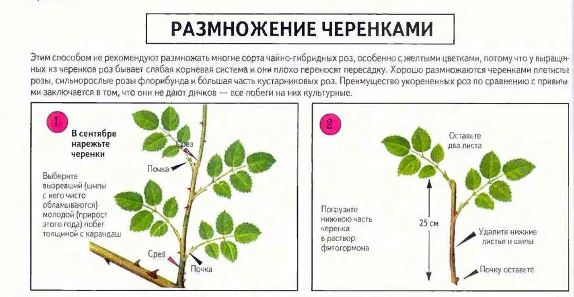 Какие органы можно использовать для черенкования