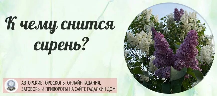 Видеть во сне сирень цветущую. Приснилась сирень. к чему снится сирень. сонник-толкование снов к чему снится сирень цветущая. приснилась сирень во сне.