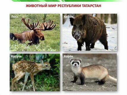 Животные занесенные в красную книгу республики татарстан