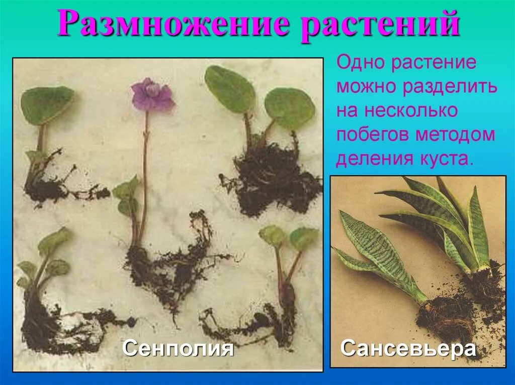 Растения можно размножать. Сенполия вегетативное размножение. Черенкование комнатных растений. Размножение комнатных растений черенками. Размножение листьями.