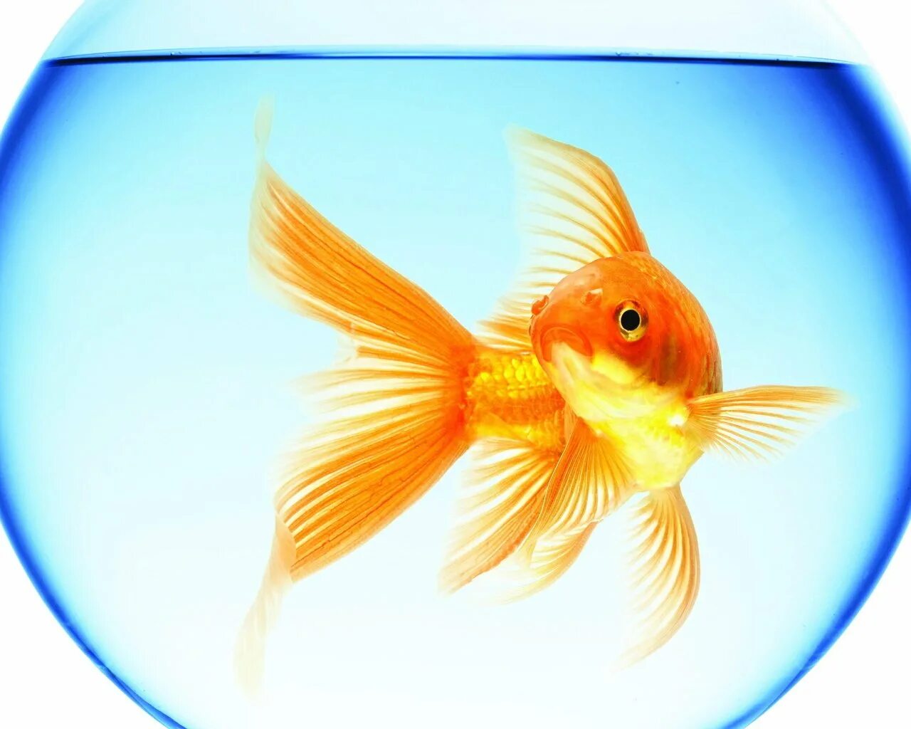 Все будет хорошо все желания сбудутся. Открытка с золотой рыбкой. Золотая рыбка исполнение желаний. С днём рождения Золотая рыбка. Золотая рыбка исполняет желания.