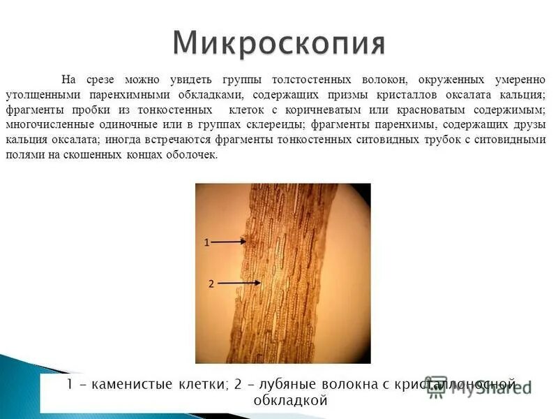 Лубяные волокна и лубяная паренхима. Ситовидные трубки и лубяные волокна. Строение ситовидных трубок растения. Древесные и лубяные волокна механическая ткань функции. Механические ткани растений древесные лубяные.