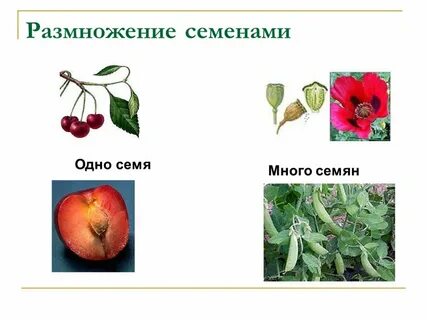 Окружающий мир 3 класс тема размножение