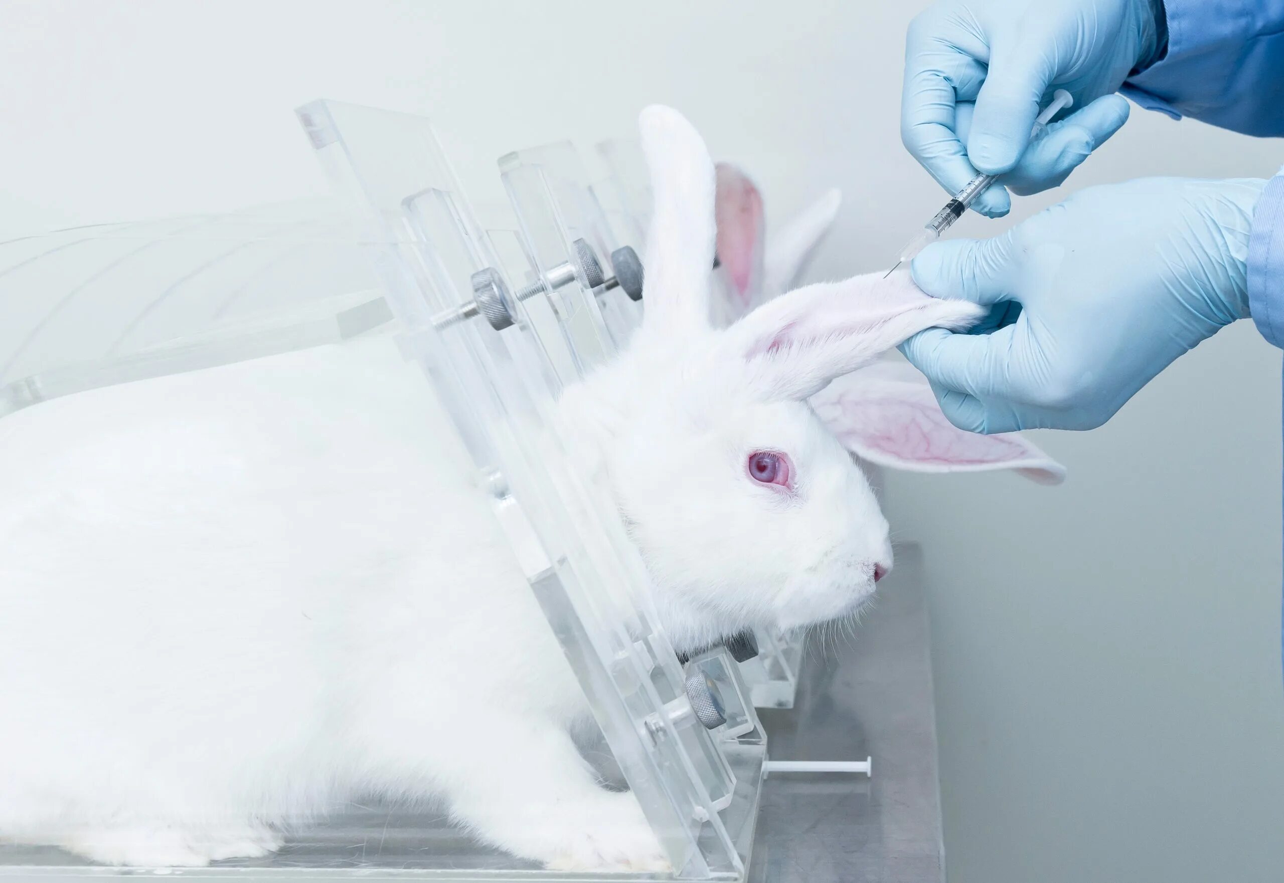 Animal lab. Методы тестирования косметики на животных. Косметику тестируют на животных. Опыты на лабораторных животных.