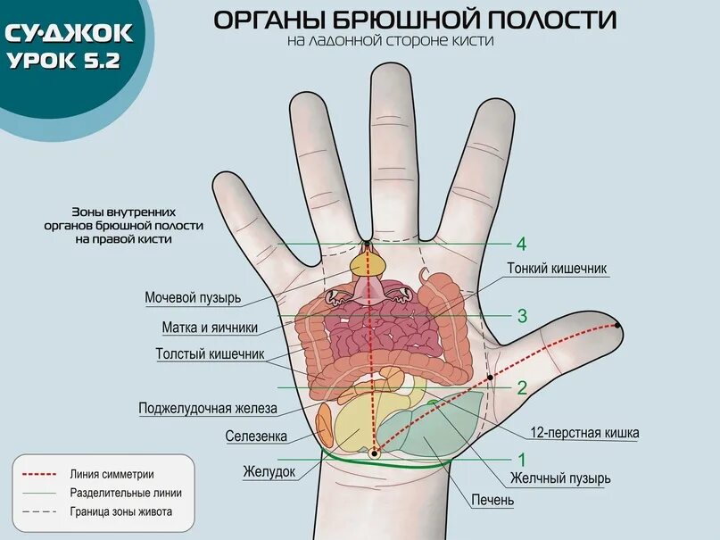 Су джок зоны соответствия. Болит кисть немеют пальцы. Покалывает правая кисть. Покалывание в мизинце правой руки. Онемение кончиков пальцев.