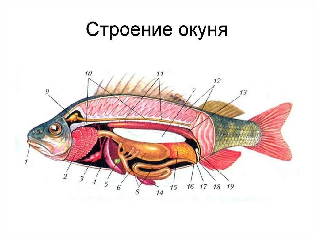 Особенности внутреннего строения щуки. Внутреннее строение костной рыбы самка окуня. Внутреннее строение рыбы самка окуня. Внутреннее строение самки окуня. Строение костной рыбы окуня.