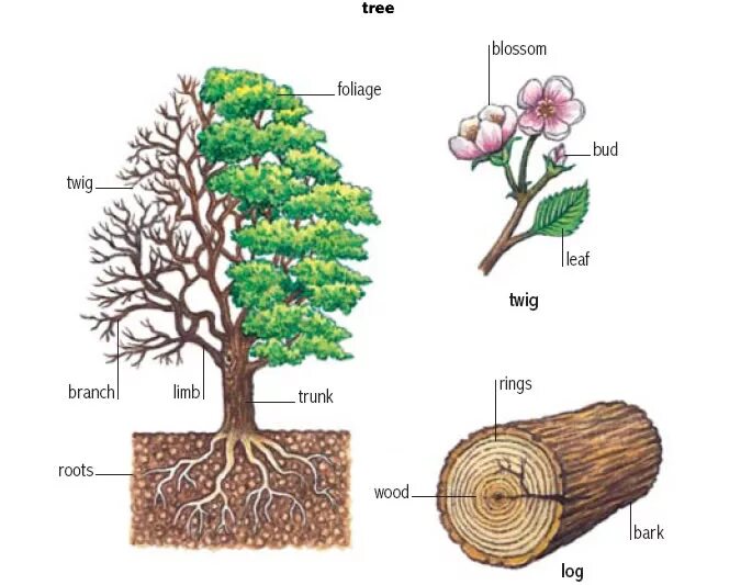 Tree style перевод