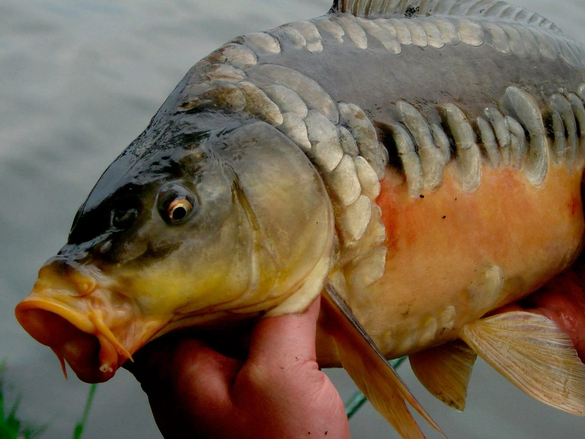 Рыба похожая на карпа. Сазан (Cyprinus Carpio). Сом, сазан, усач, Карп. Ангелинский зеркальный Карп. Карп безжелудковая рыба.