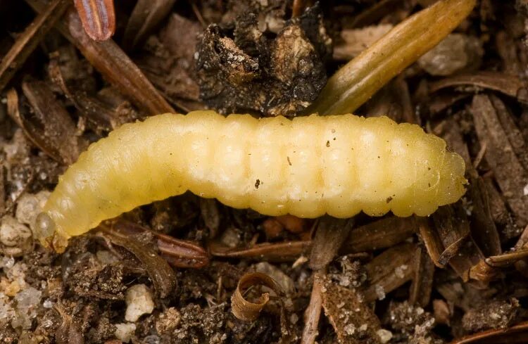 Какие личинки у ос. Какие личинки у ос. Какие личинки у ос. Шершень личинка куколка яйца. Личинка медоносной пчелы.