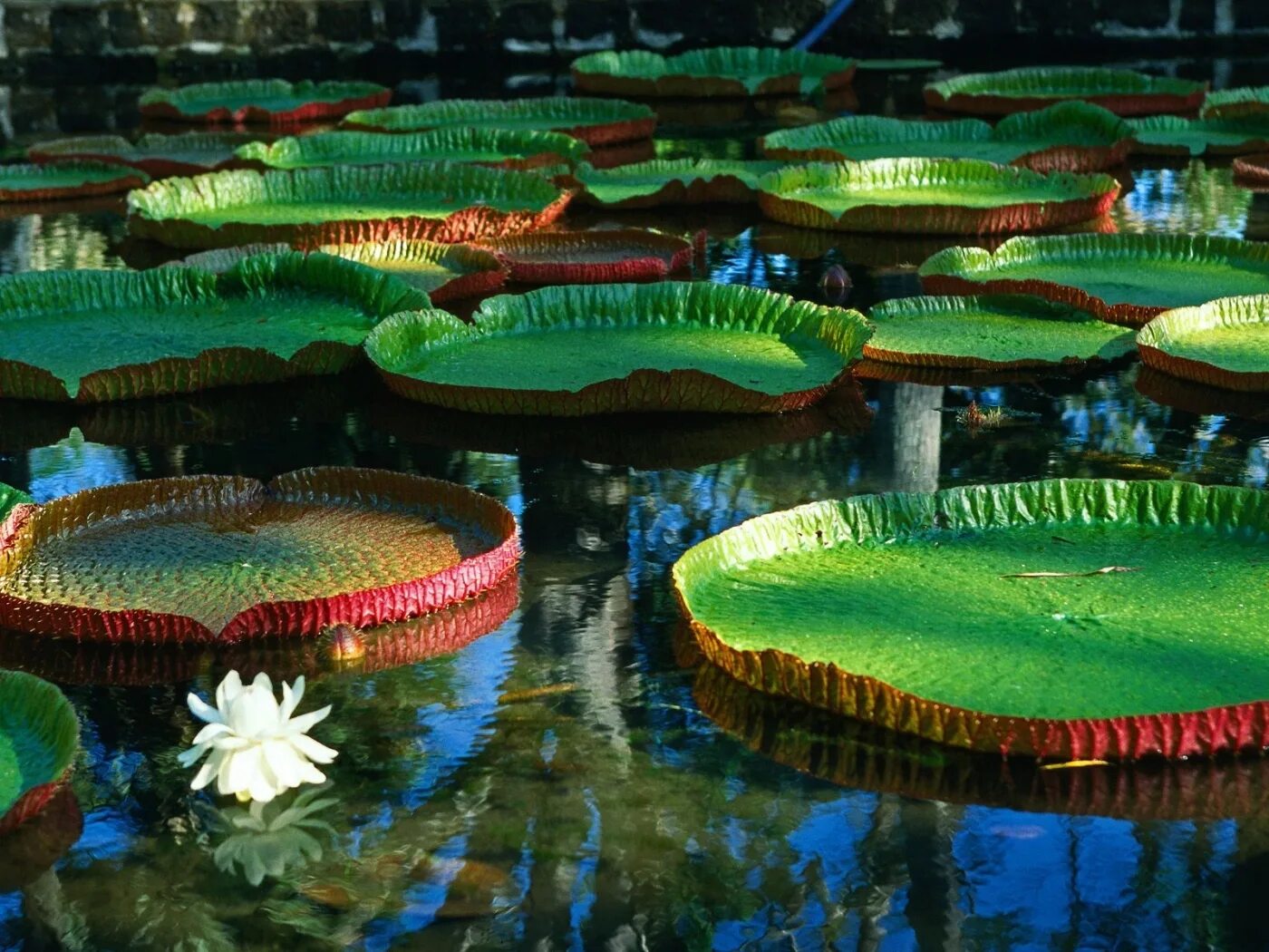 Большие листья на воде