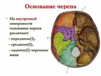 Стенки передней черепной ямки