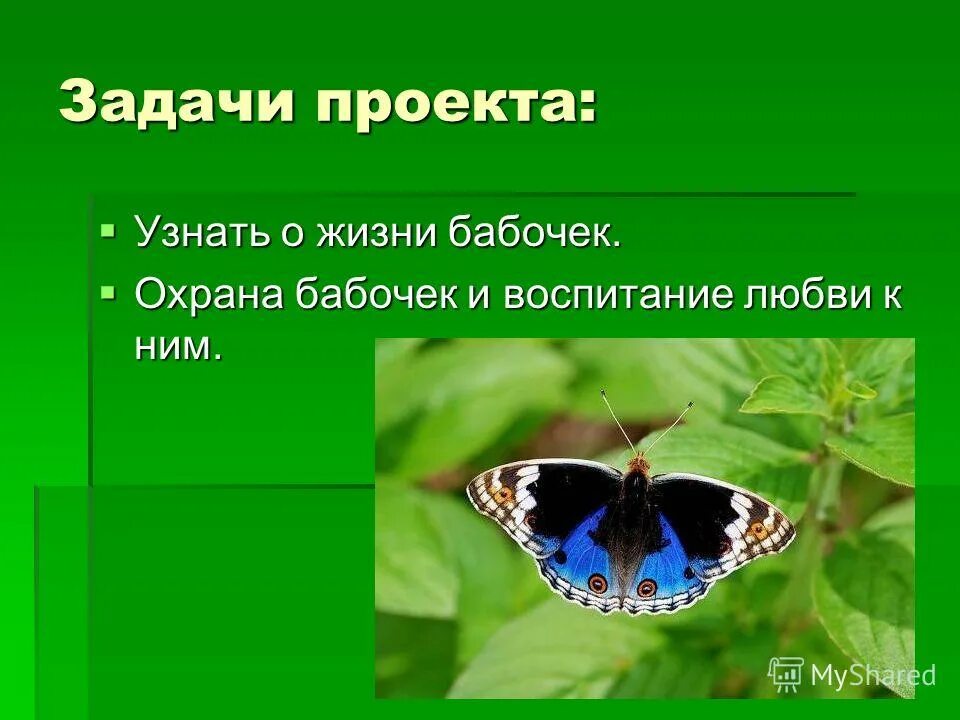 Бабочки в жизни людей. Жизнь бабочки. Охрана бабочек.