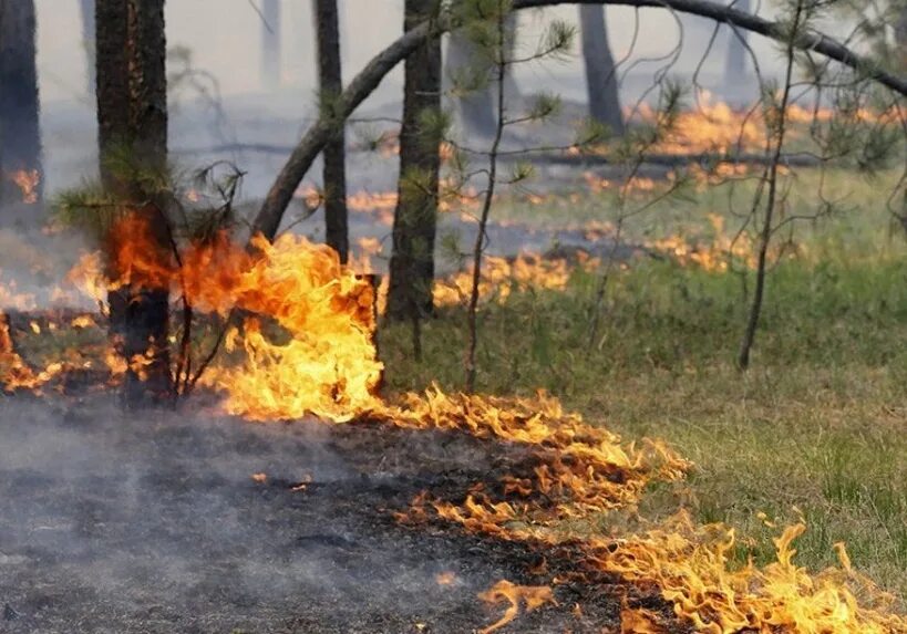 Где запрещено разводить костры на сухой траве. Лесной пожар от окурка. Пожар из за костра в лесу. Пожар от окурка в лесу. Непотушенный костер.