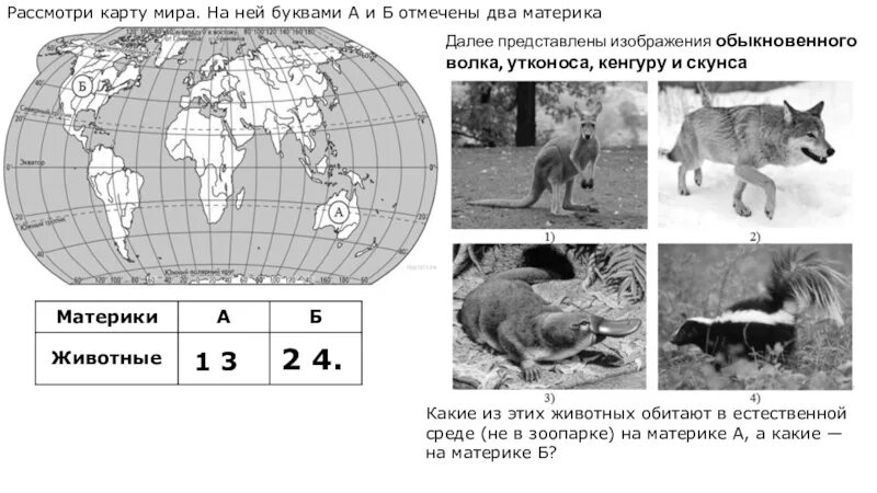 Географические признаки волка обыкновенного в каких. Материки и животные ВПР. Волк обыкновенный географический критерий. Где обитает кенгуру на каком материке.