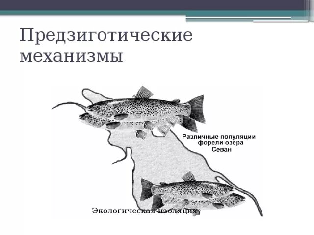 Изоляция севанской форели. Схема изолирующие механизмы репродуктивной изоляции. Предзиготические изолирующие механизмы примеры. Предзиготические механизмы экологическая. Механизмы изоляции биология.