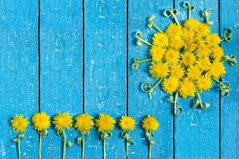 Май одуванчики. Одуванчики геншин. Всемирный день одуванчика. Одуванчик лежит. Цифра 1 из одуванчиков.