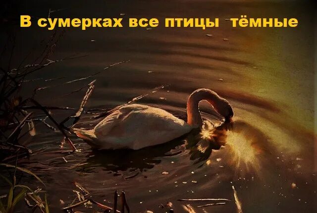 крапиве лебеде песня