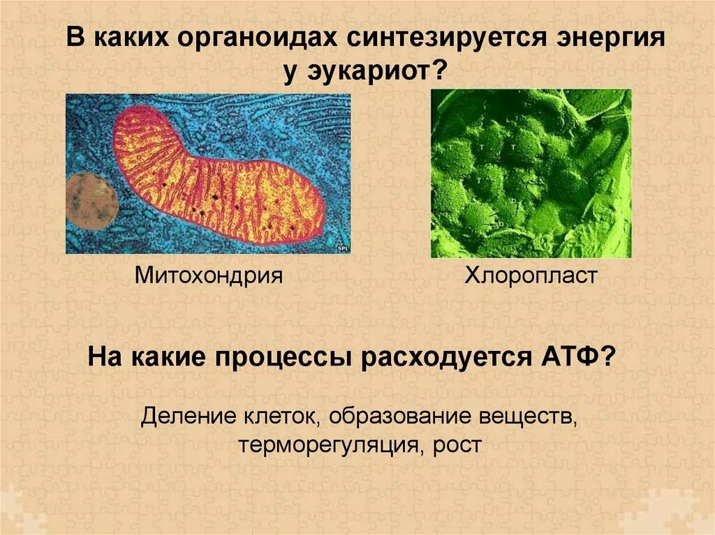 Происходит синтез атф за счет энергии. Органоиды клетки синтезирующие АТФ. Органоид клетки синтезирующий энергию. Органоид клетки синтезирующий АТФ аденозинтрифосфат. В каких органоидах клетки происходит Синтез АТФ.