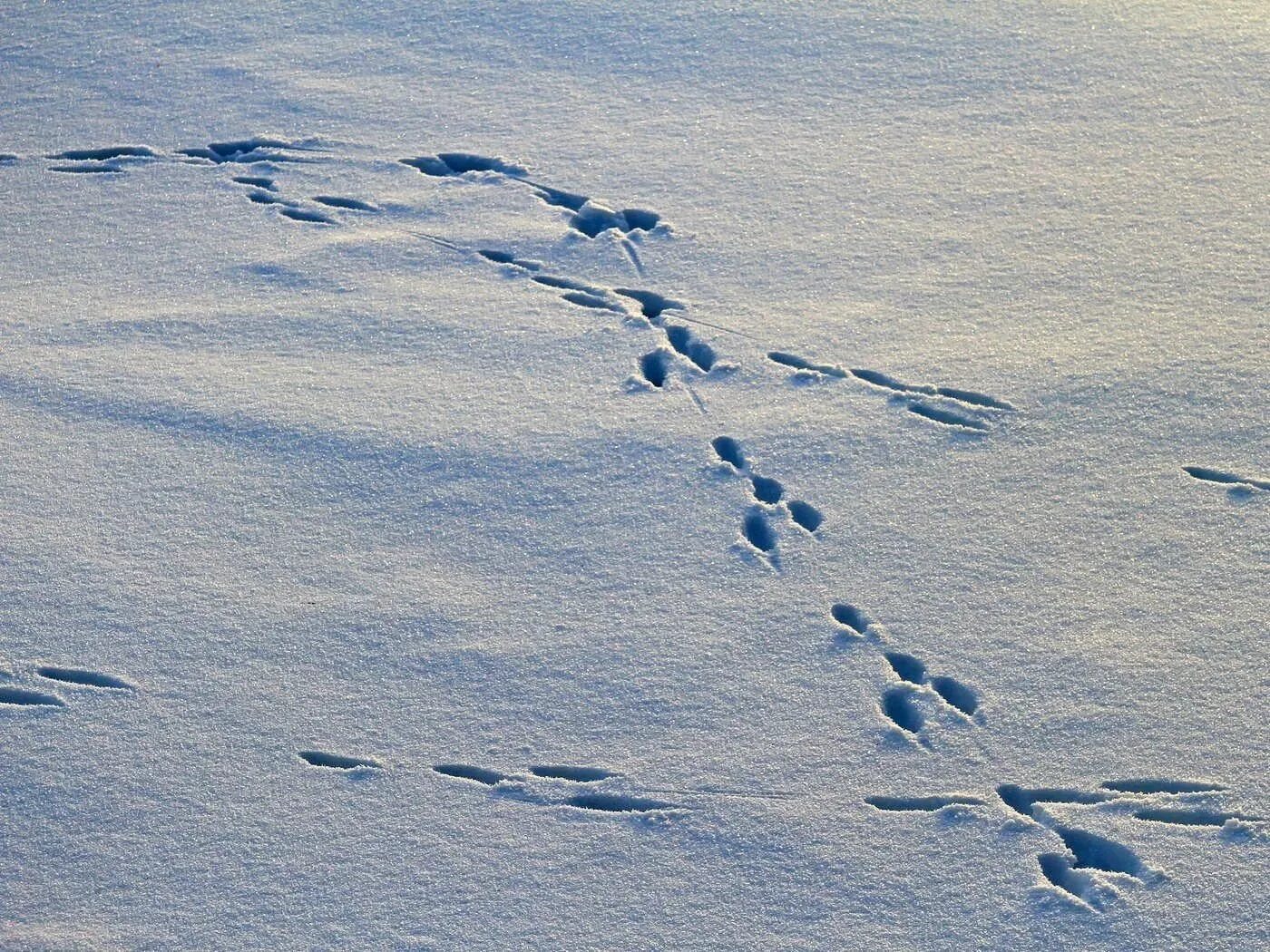 Заячьи следы. Следы зайца беляка. Следы зайца беляка на снегу. Следы зайца заячьи следы. Не заячий след не распечатанное письмо