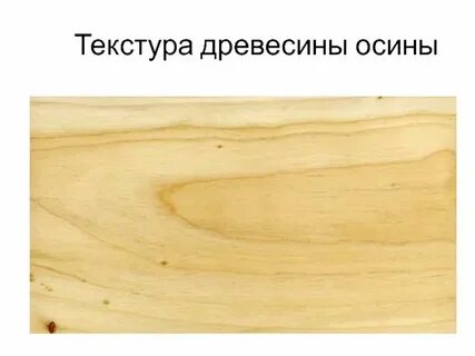 Осина какая порода дерева