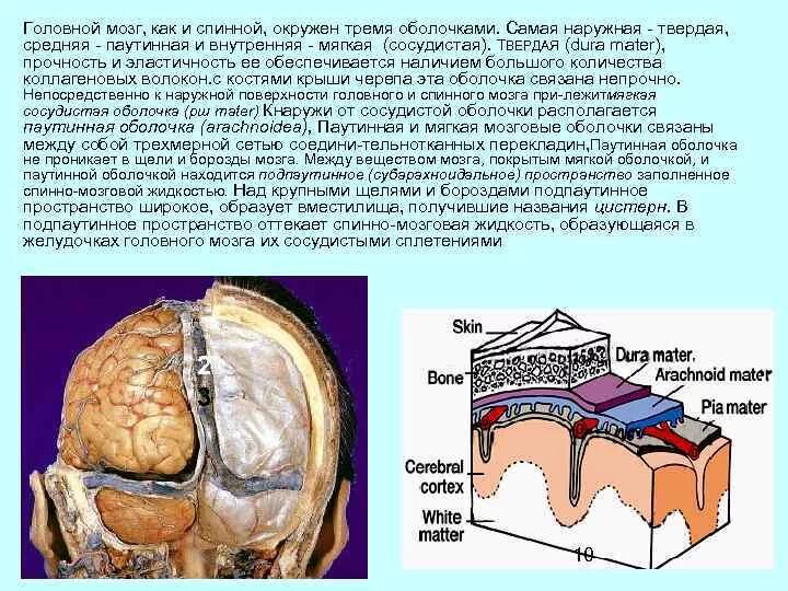 Головной мозг покрыт оболочками. Паутинная мозговая оболочка гистология. Паутинная оболочка спинного мозга на препарате. Мягкая , сосудистая и паутинная оболочка спинного мозга. Мягкая мозговая оболочка спинного мозга.