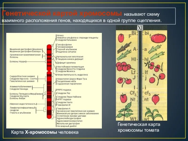 Генетические карты хромосом. Генетическая карта хромосом человека. Хромосомная карта. Генетическая карта хромосомы томата.