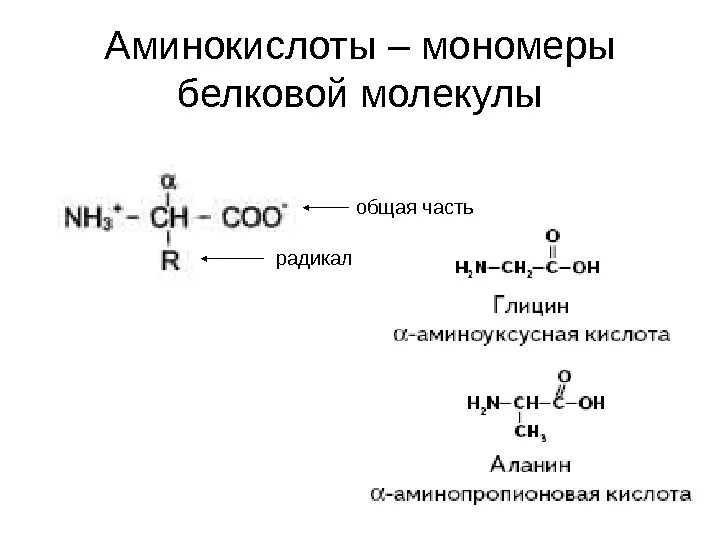 Аминокислоты являются мономерами в молекулах