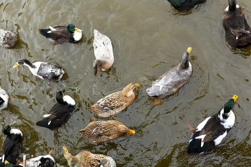 Many ducks
