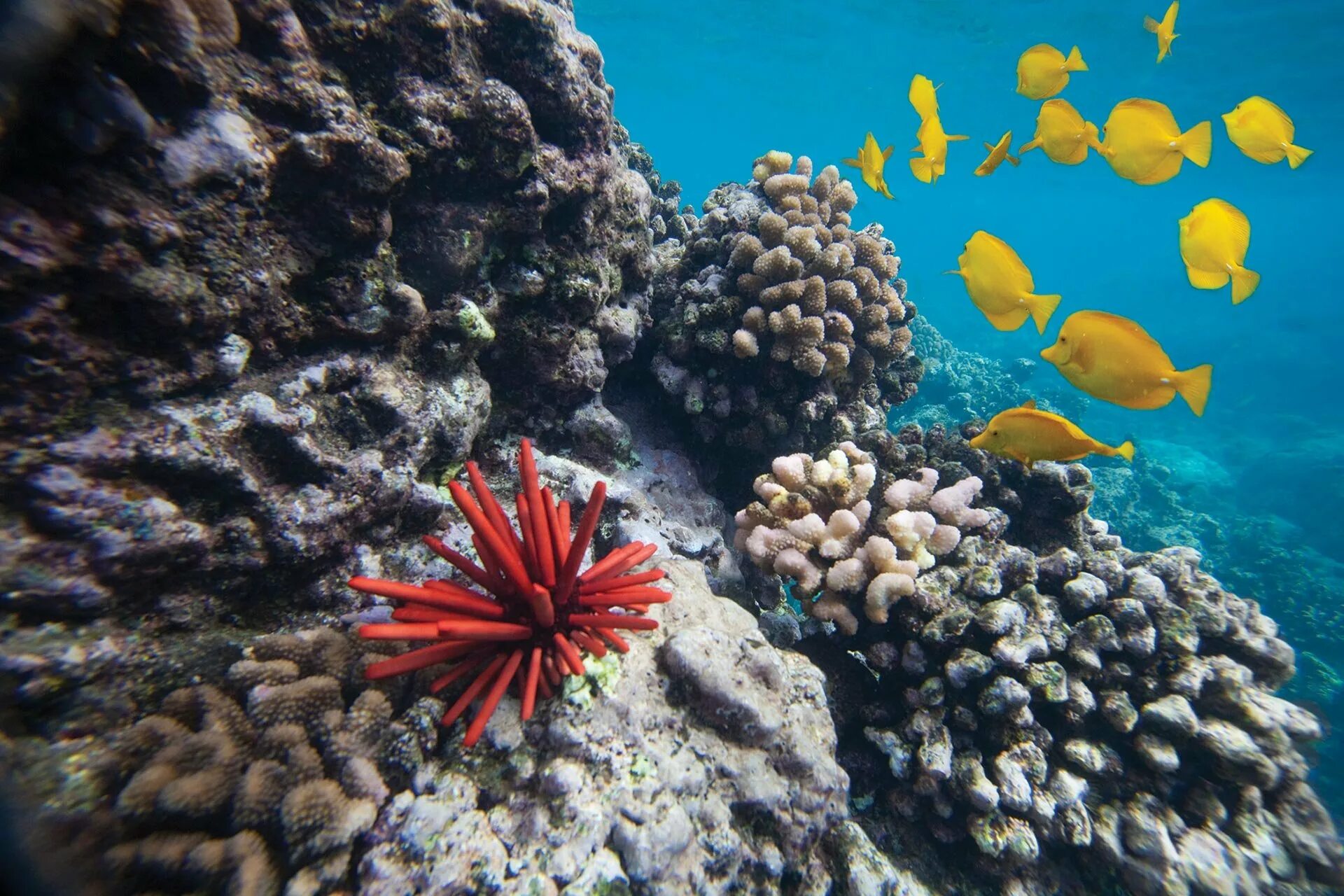 Сообщество кораллового рифа. Коралловые рифы Гавайи. Кораллы Тихого океана. Экосистема коралловых рифов. Коралловый риф в Австралии.