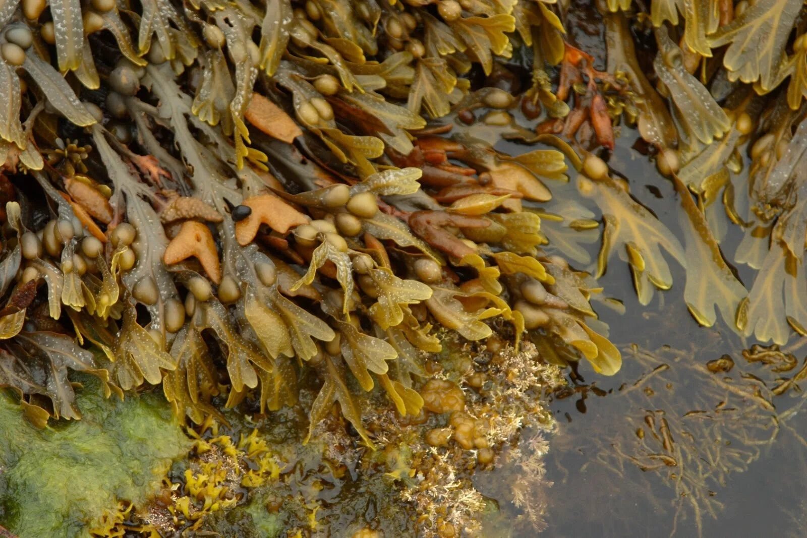 Фукусы морские водоросли. Фукус пузырчатый водоросль. Бурая морская водоросль фукус пузырчатый. Аскофиллум водоросль.