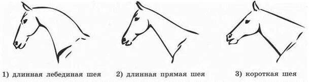 Длинная прямая шея у лошади